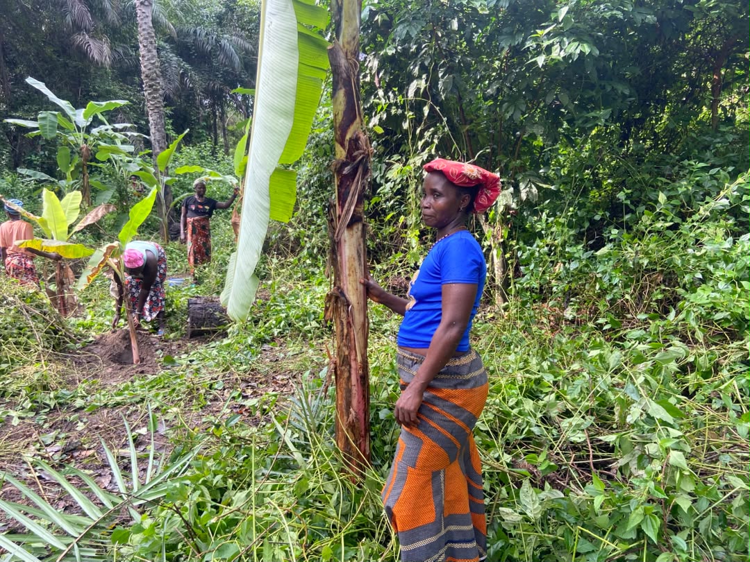 Community members planting banana suckers in the forest