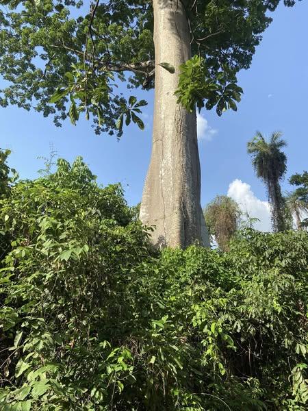 The sacred tree in the sacred forest